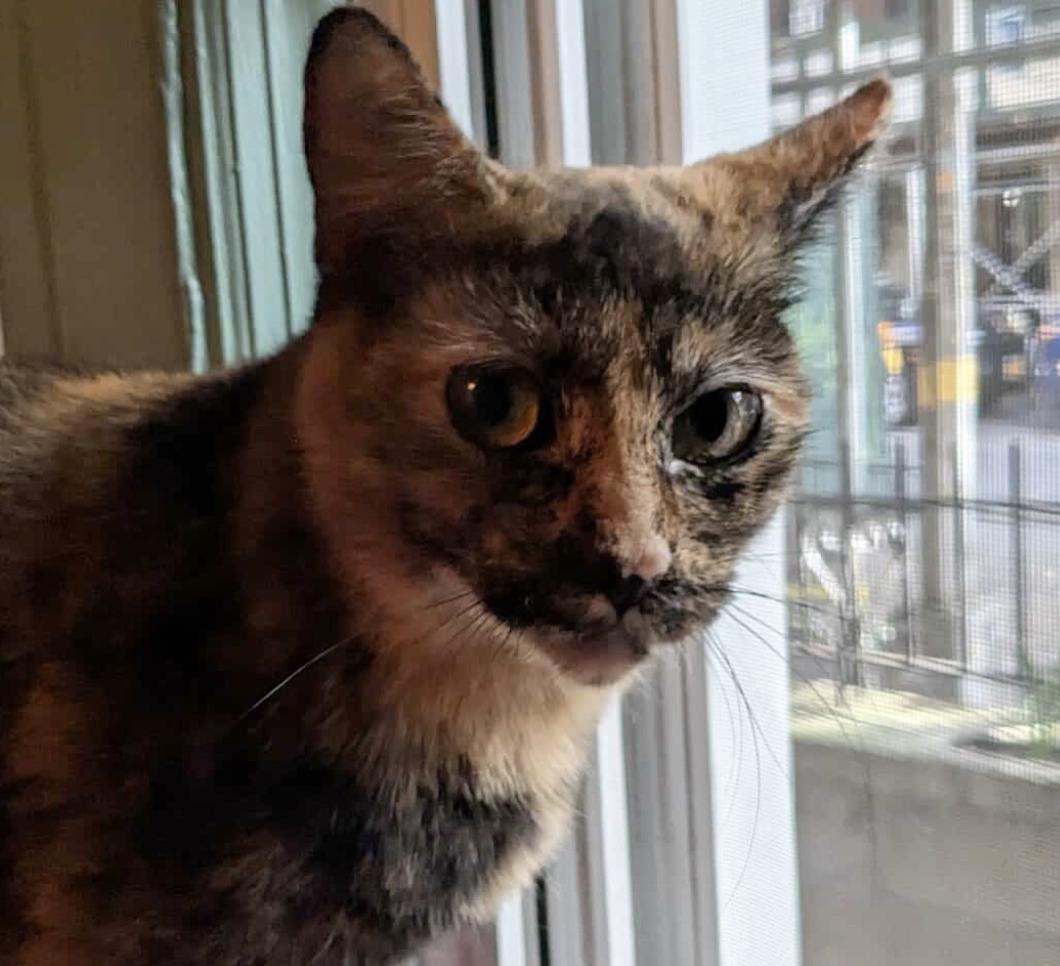 Ella, a Adoptable Domestic Short Hair in Brooklyn, NY image 1/5