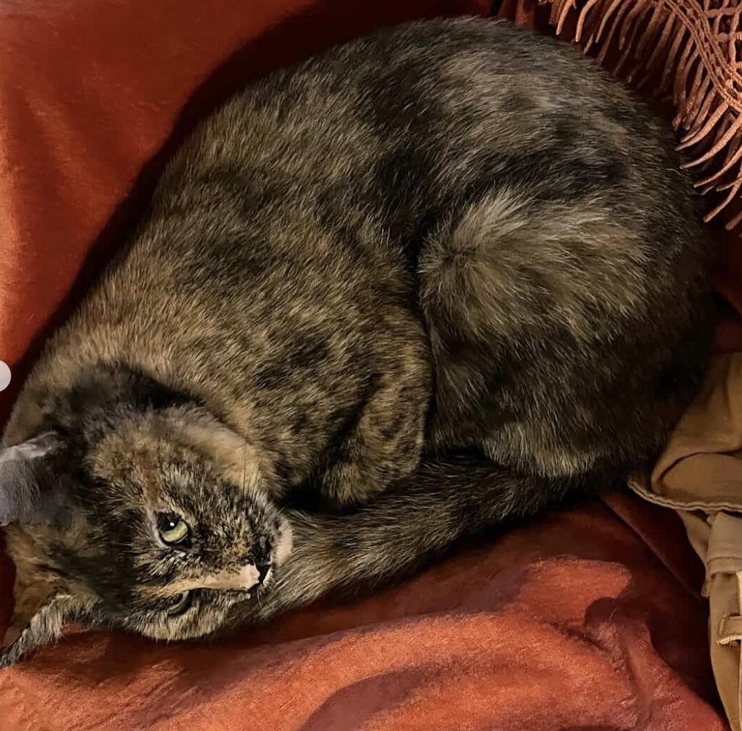 Ella, a Adoptable Domestic Short Hair in Brooklyn, NY image 2/5