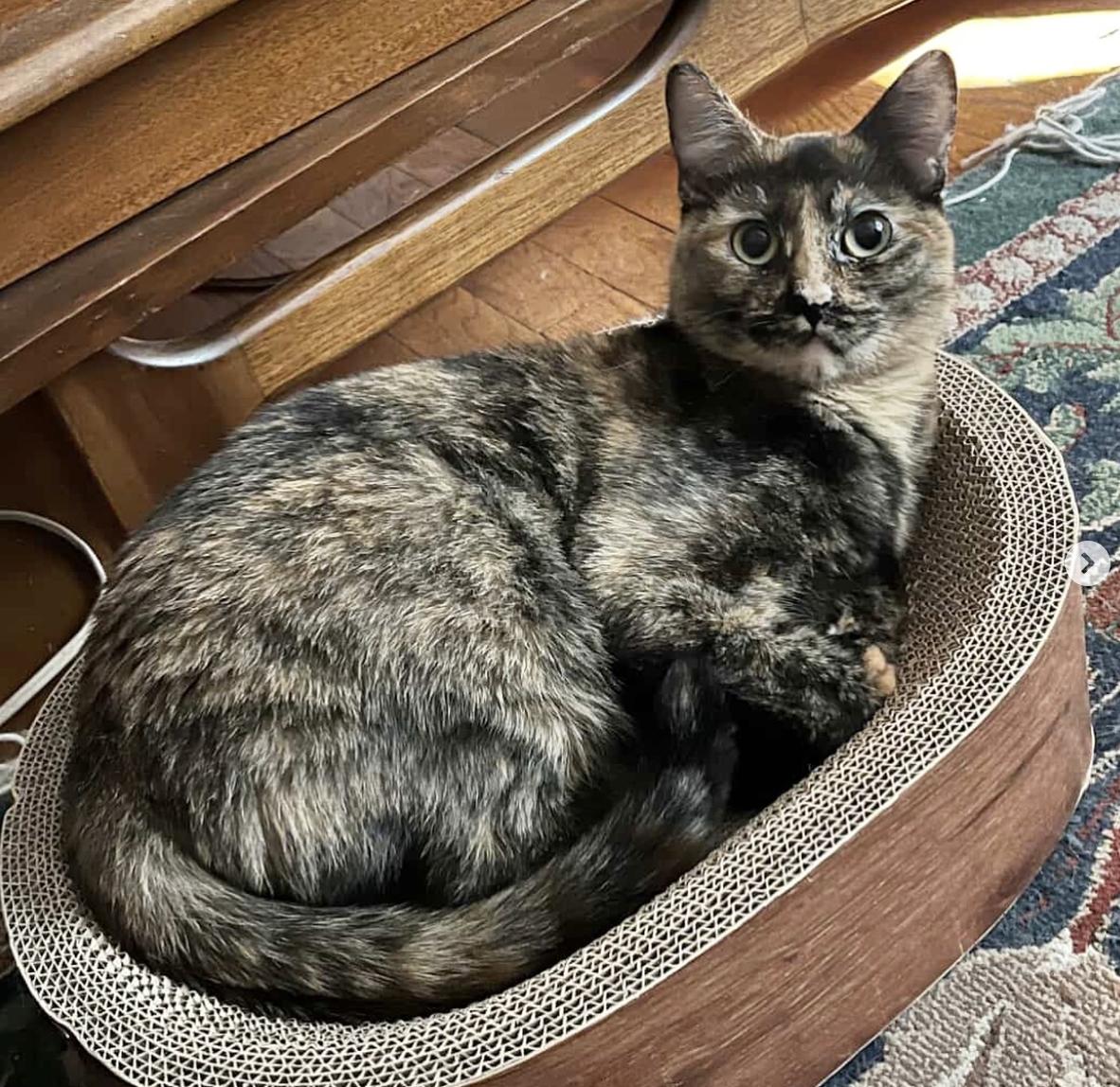 Ella, a Adoptable Domestic Short Hair in Brooklyn, NY image 3/5