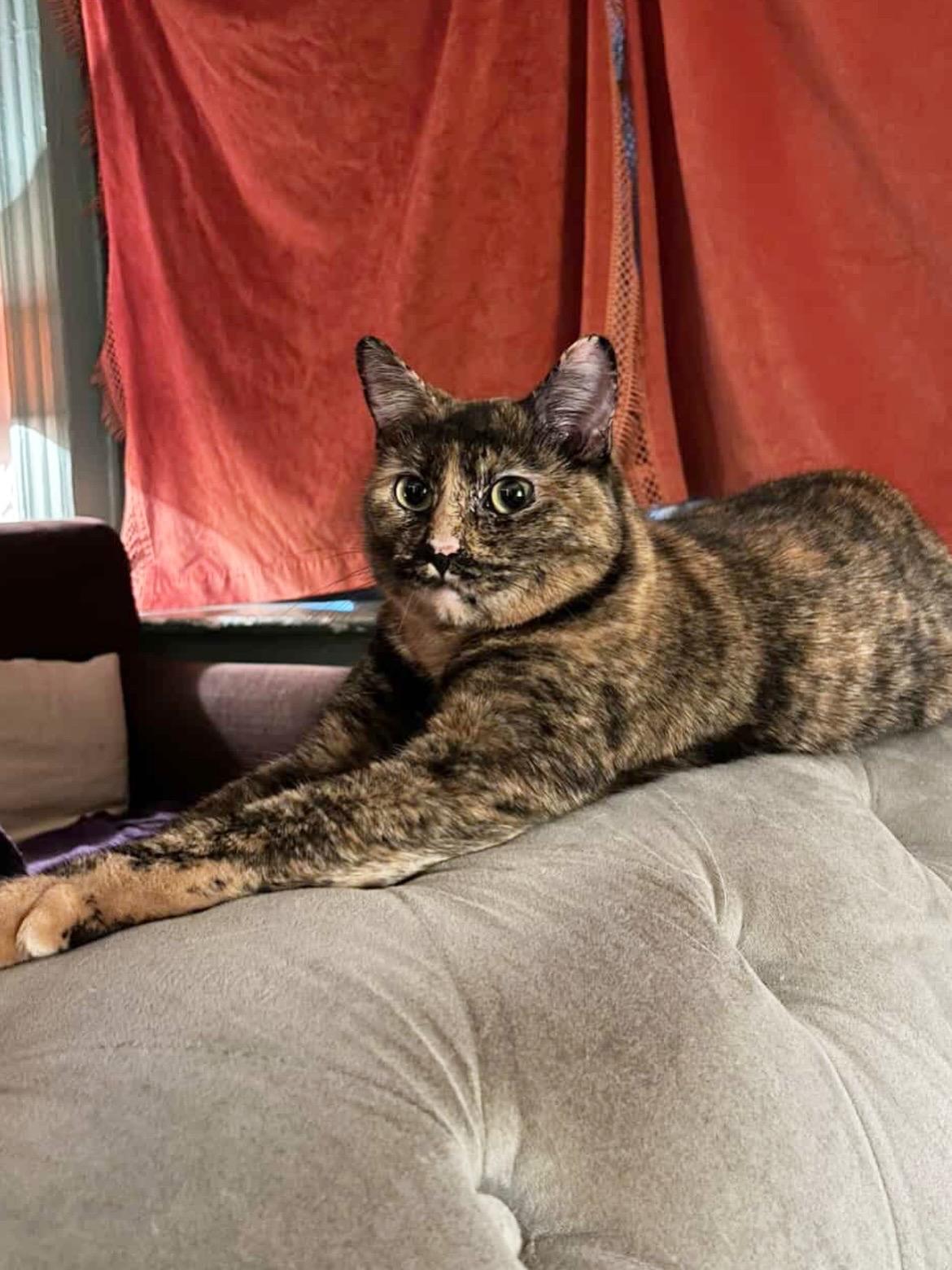 Ella, a Adoptable Domestic Short Hair in Brooklyn, NY image 4/5