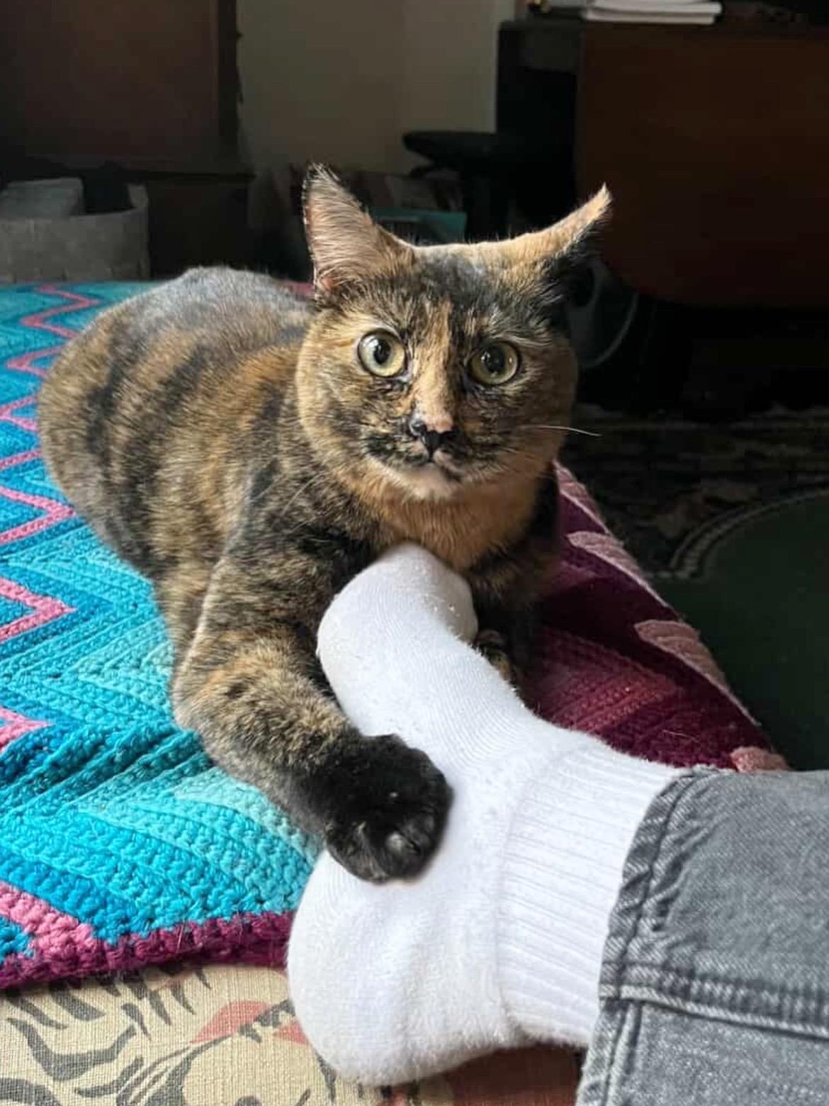 Ella, a Adoptable Domestic Short Hair in Brooklyn, NY image 5/5