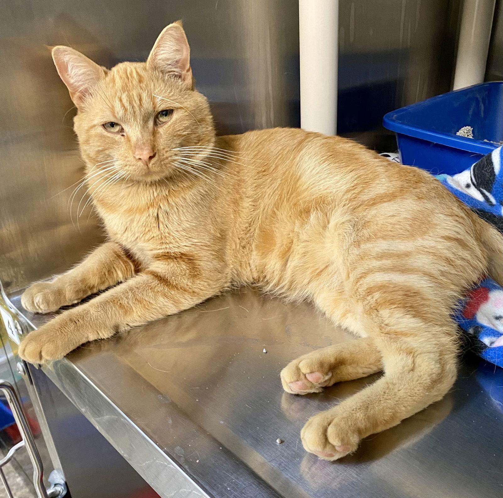 Jonesy, Adoptable, Young Male Domestic Short Hair & Tabby.