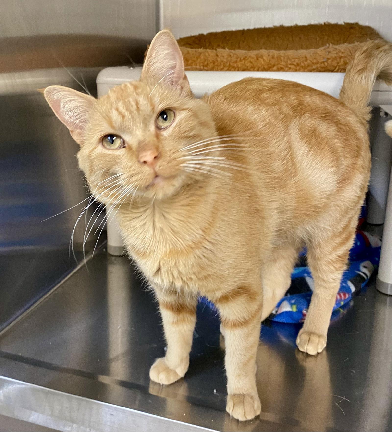 Enlarge Jonesy, a Adoptable mixed breed in Fargo, ND image 2/2