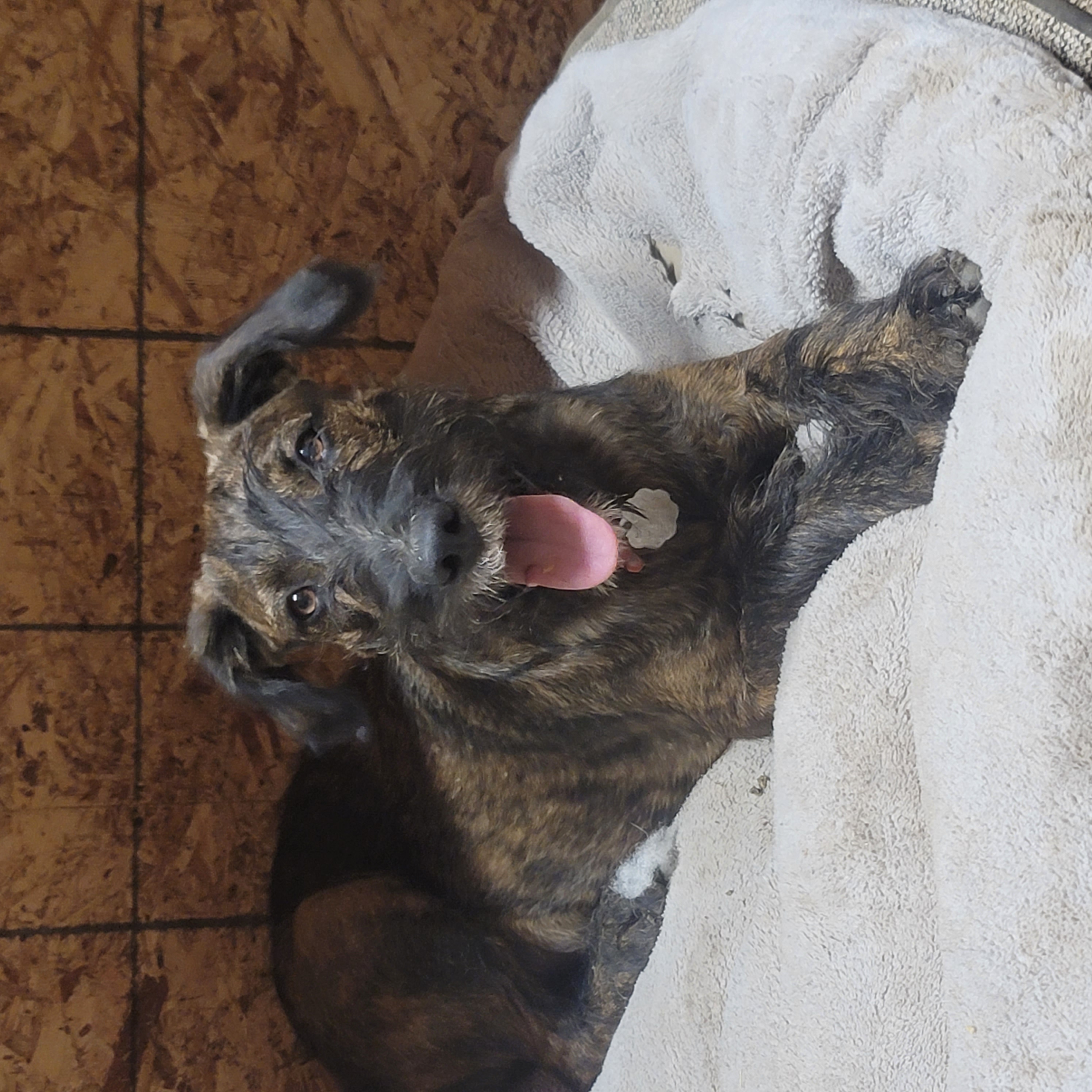 Gruffy (McGruff), a Adopted Labradoodle in Fresno, CA image 2/3