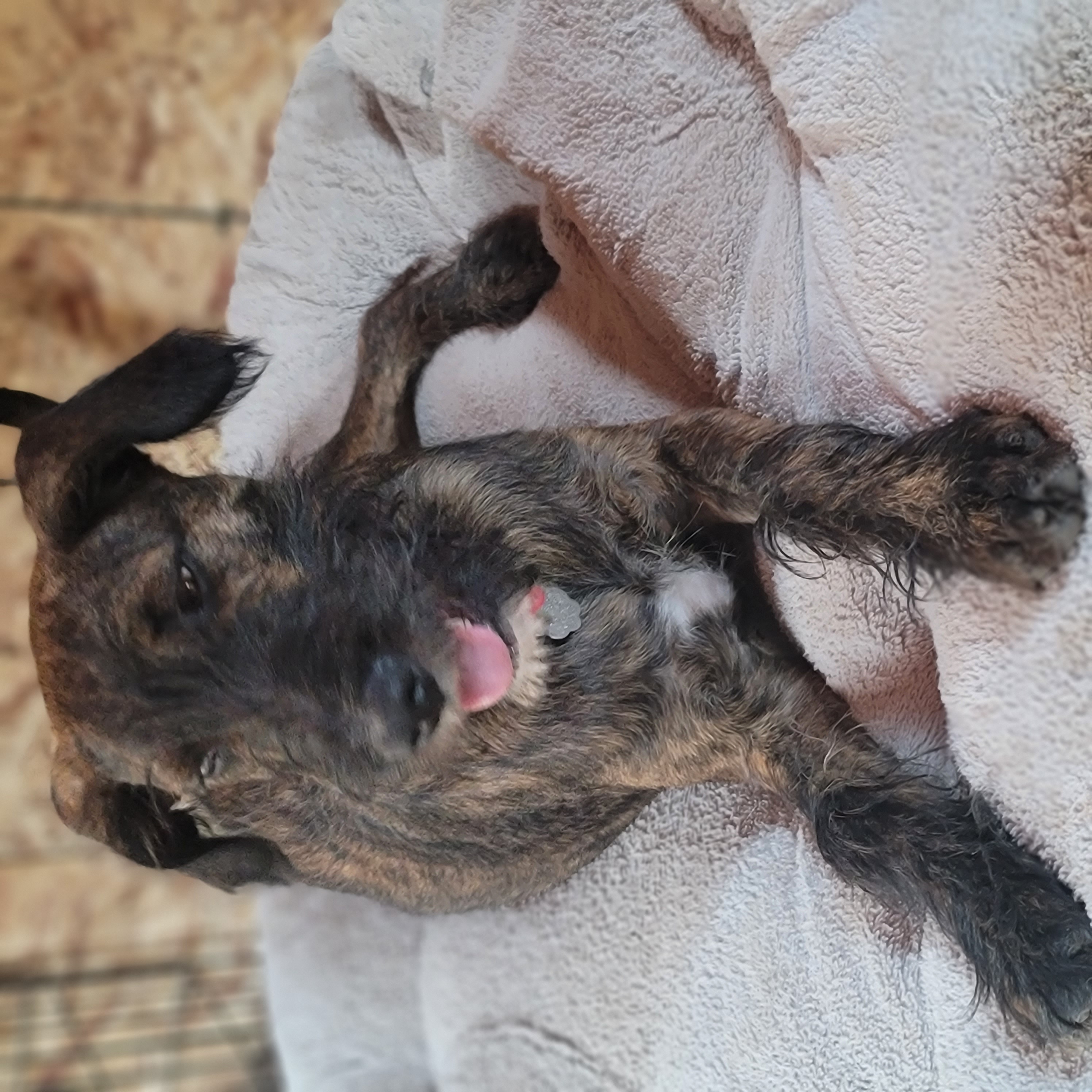 Gruffy (McGruff), a Adopted Labradoodle in Fresno, CA image 3/3