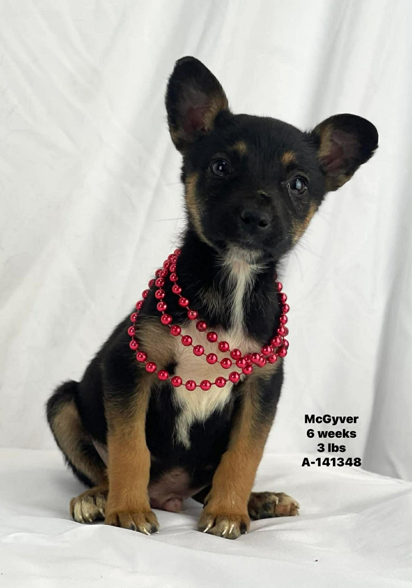 Enlarge McGyver the tiny puppy , a Adoptable mixed breed in Muskego, WI image 1/1