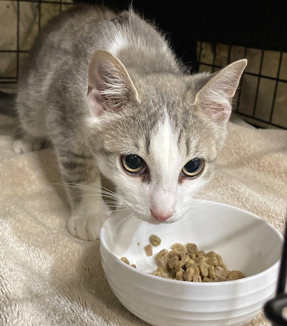 Enlarge Tyg, a Adoptable mixed breed in Island Lake, IL image 1/3