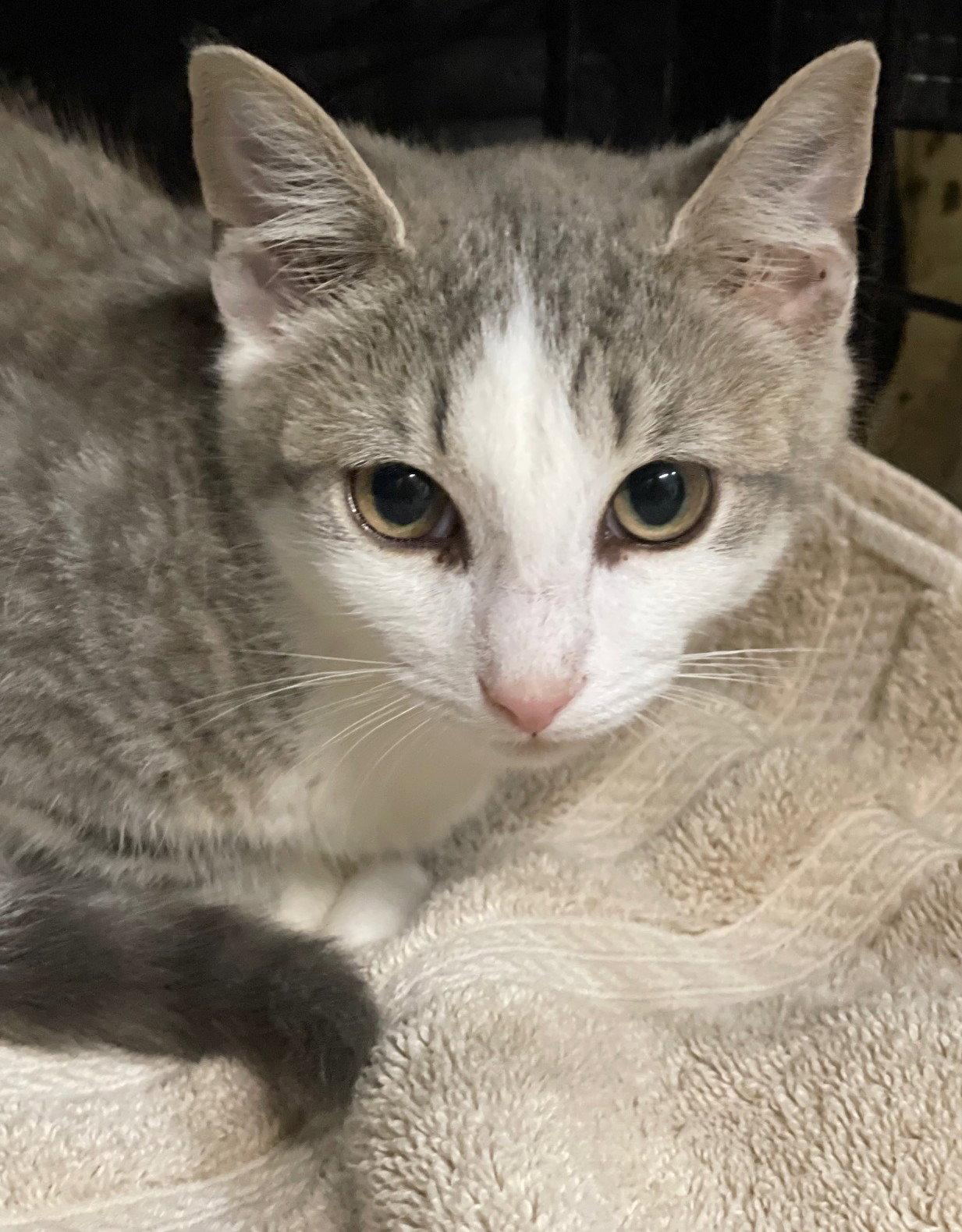 Enlarge Tyg, a Adoptable mixed breed in Island Lake, IL image 2/3