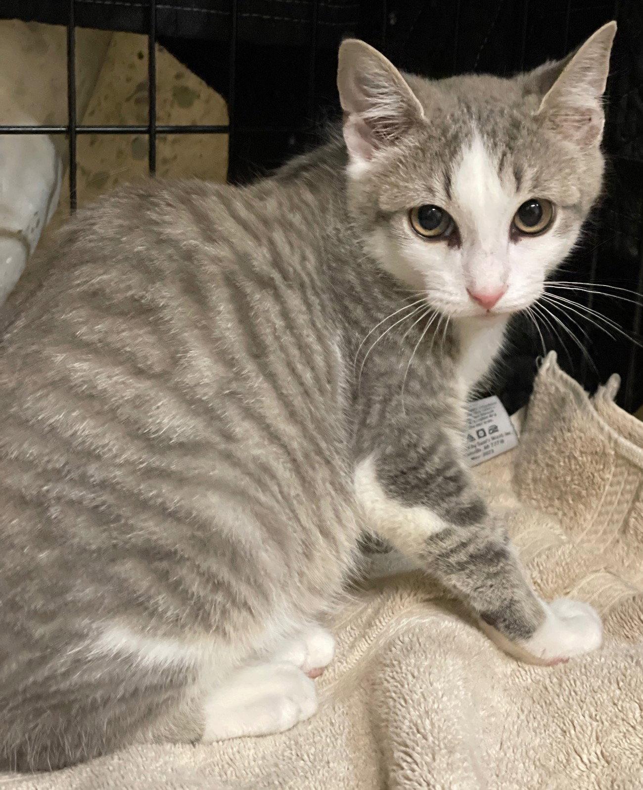Enlarge Tyg, a Adoptable mixed breed in Island Lake, IL image 3/3