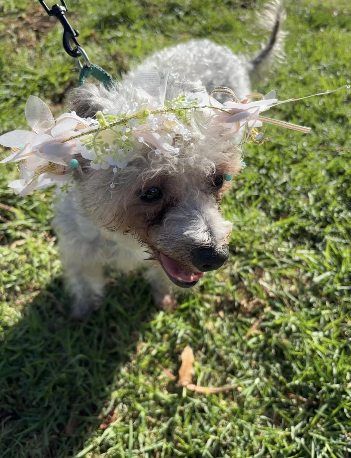 Jabba, a Adoptable mixed breed in Rancho Santa Margarita, CA image 1/6