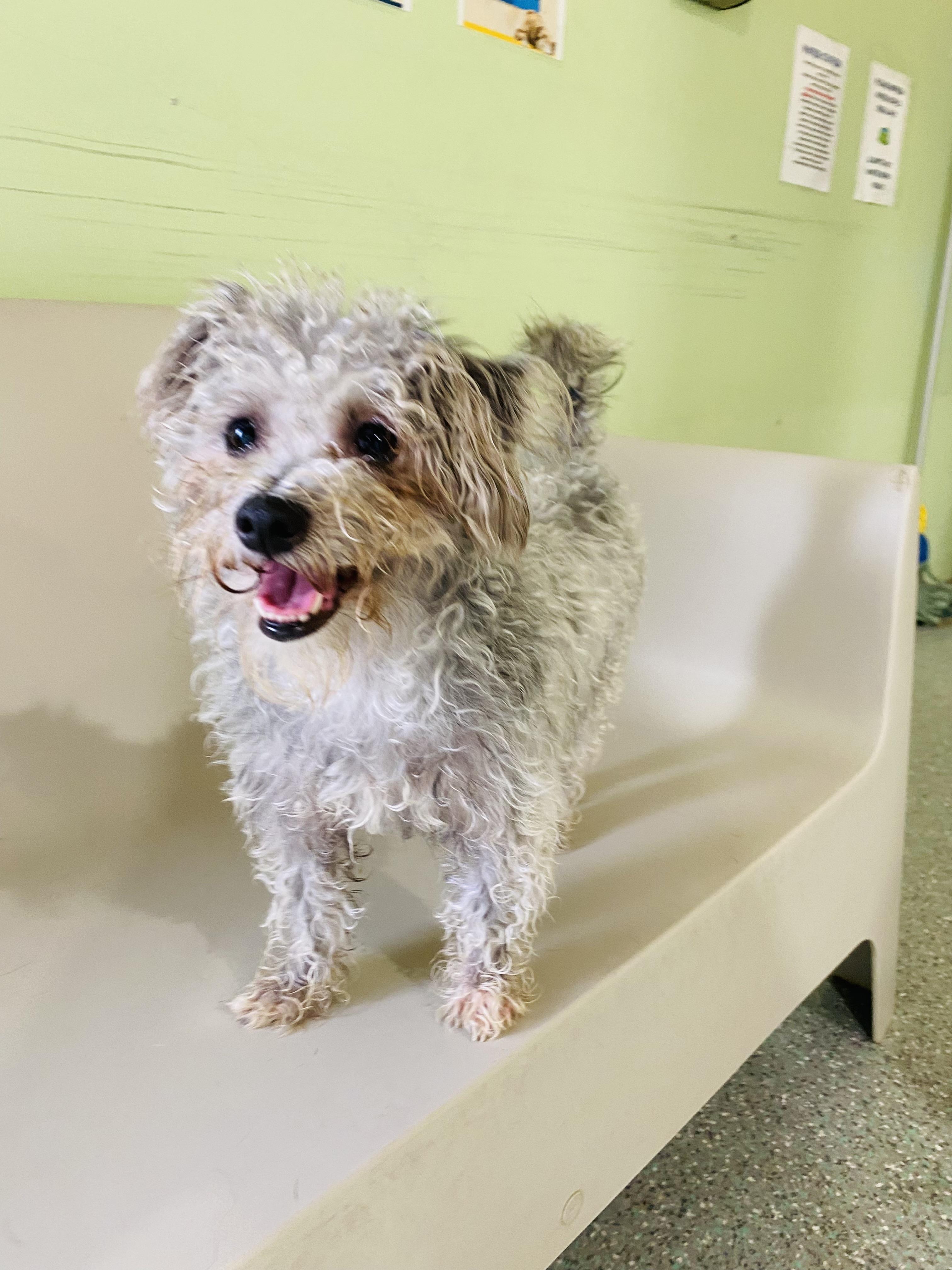 Jabba, an adoptable Schnoodle, Terrier in Rancho Santa Margarita, CA, 92688 | Photo Image 1