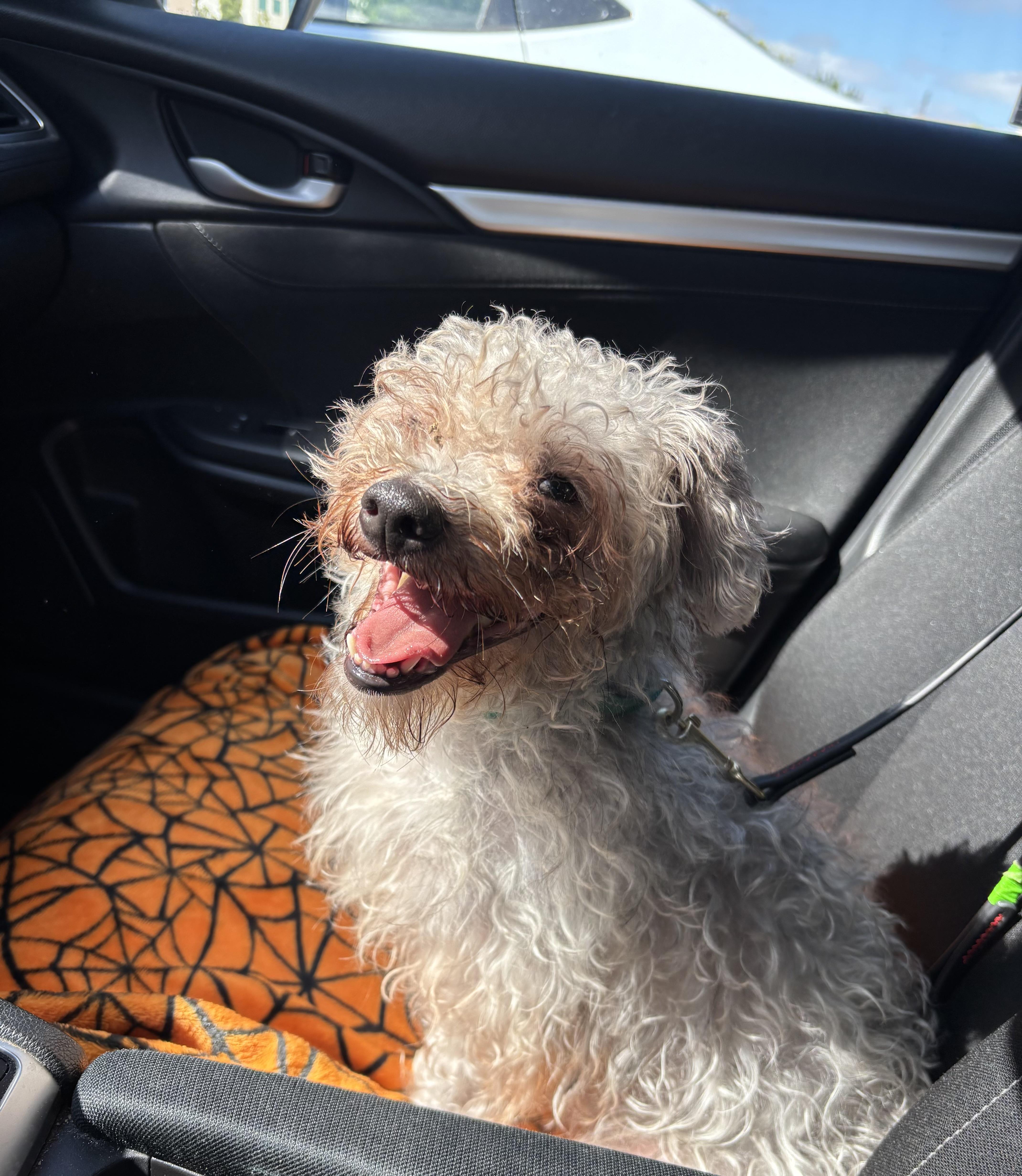 Jabba, an adoptable Schnoodle, Terrier in Rancho Santa Margarita, CA, 92688 | Photo Image 5