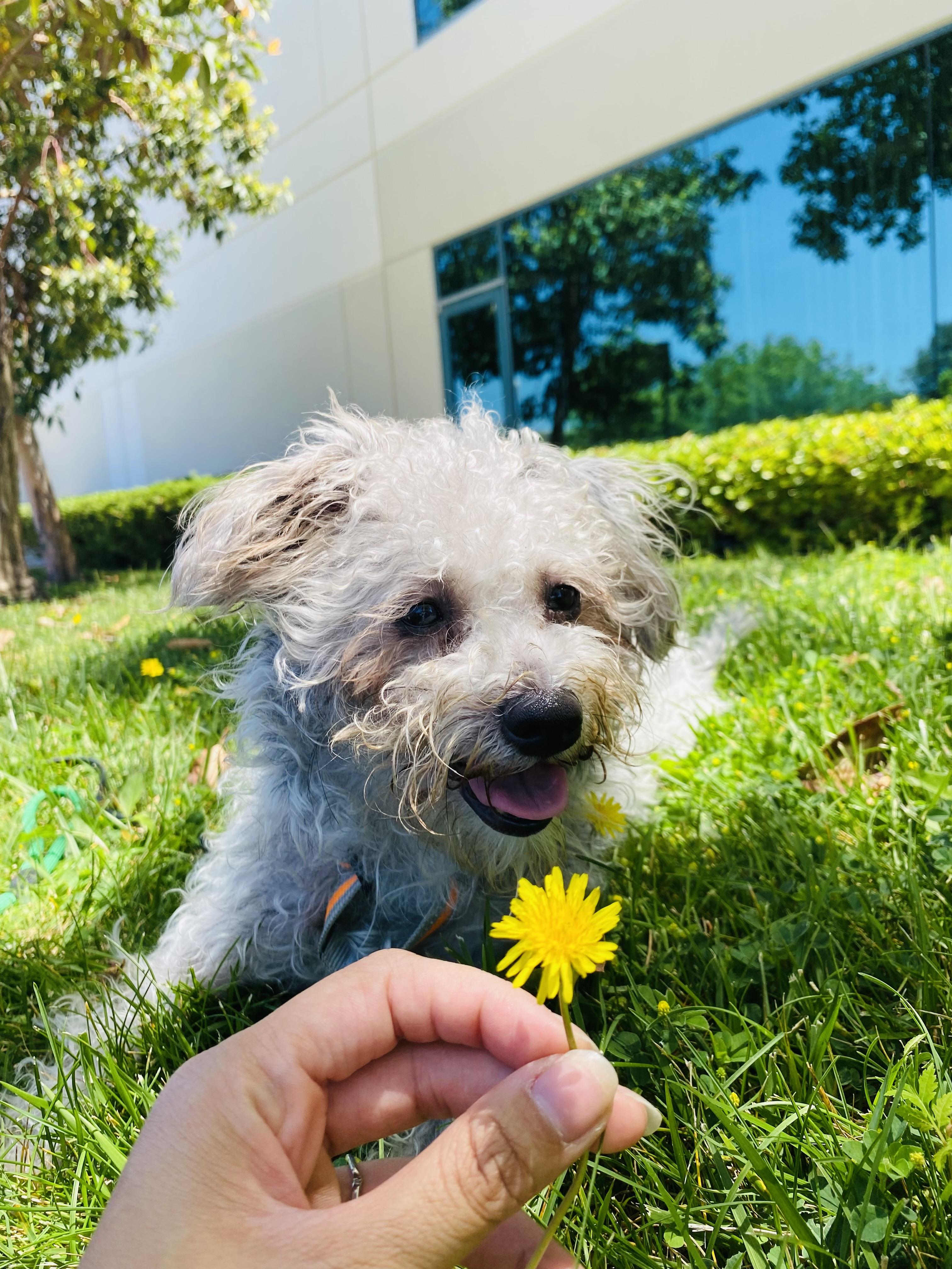 Jabba, an adoptable Schnoodle, Terrier in Rancho Santa Margarita, CA, 92688 | Photo Image 4
