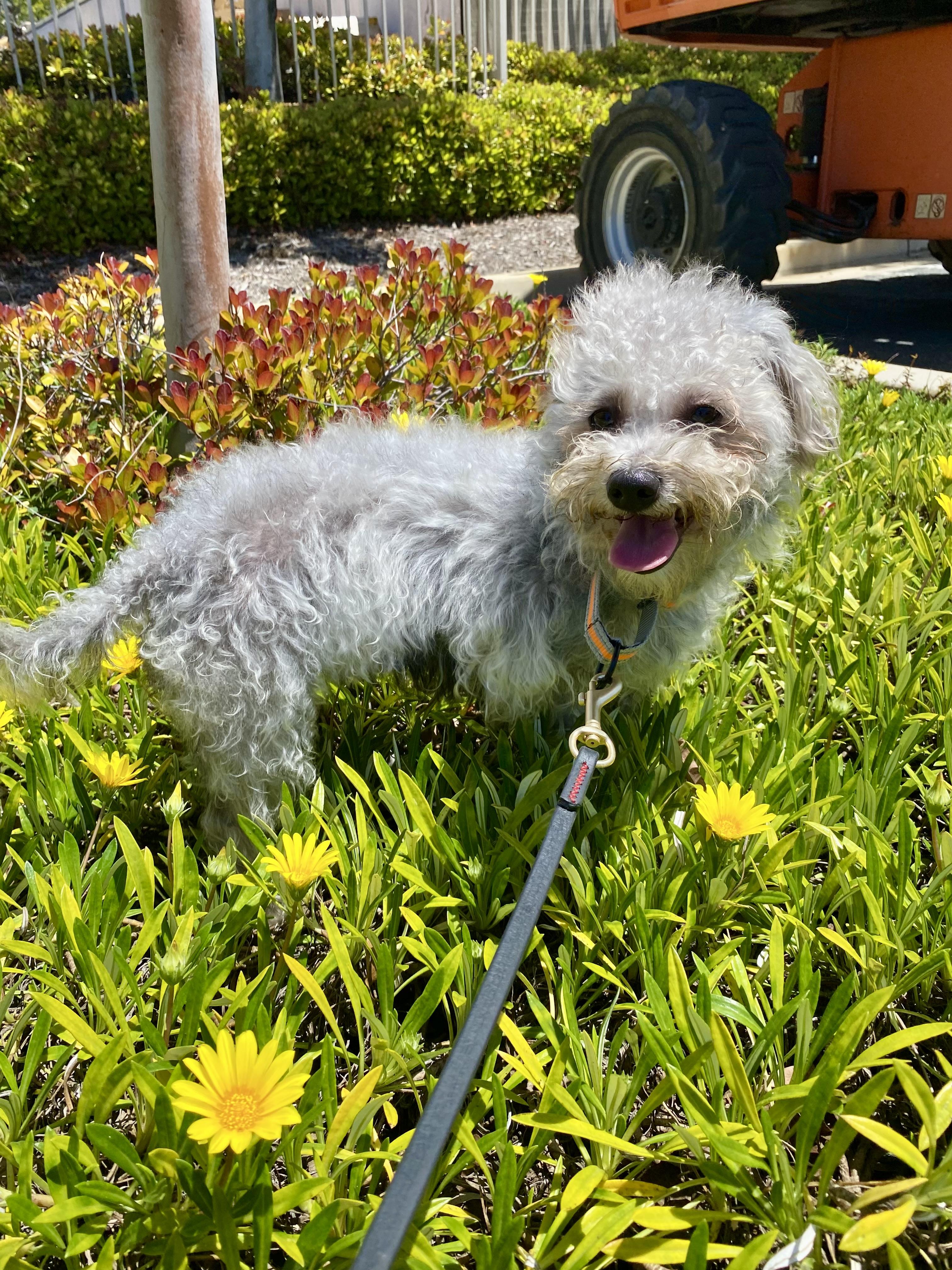 Jabba, an adoptable Schnoodle, Terrier in Rancho Santa Margarita, CA, 92688 | Photo Image 2
