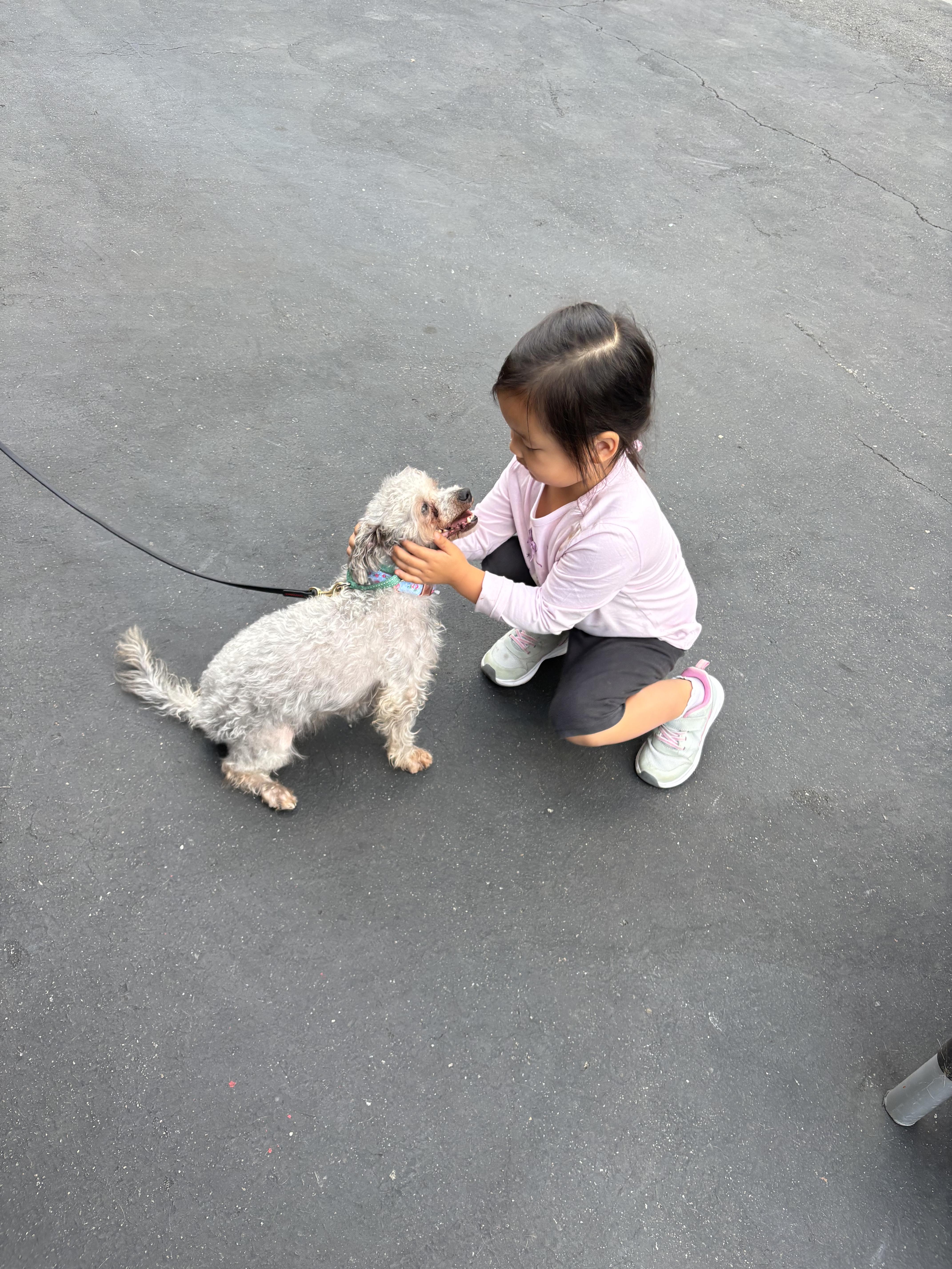 Jabba, an adoptable Schnoodle, Terrier in Rancho Santa Margarita, CA, 92688 | Photo Image 6