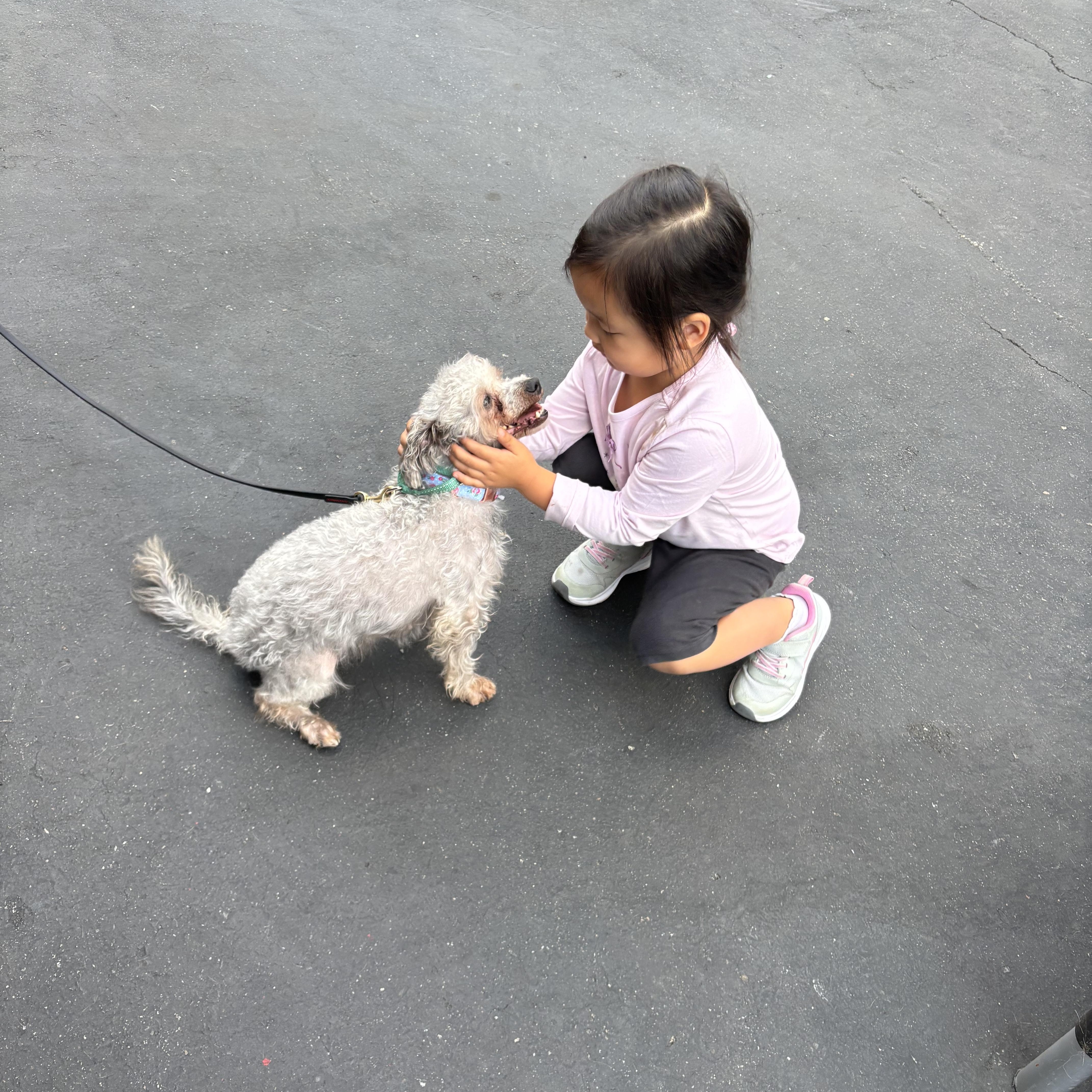 Jabba, a Adoptable mixed breed in Rancho Santa Margarita, CA image 3/6