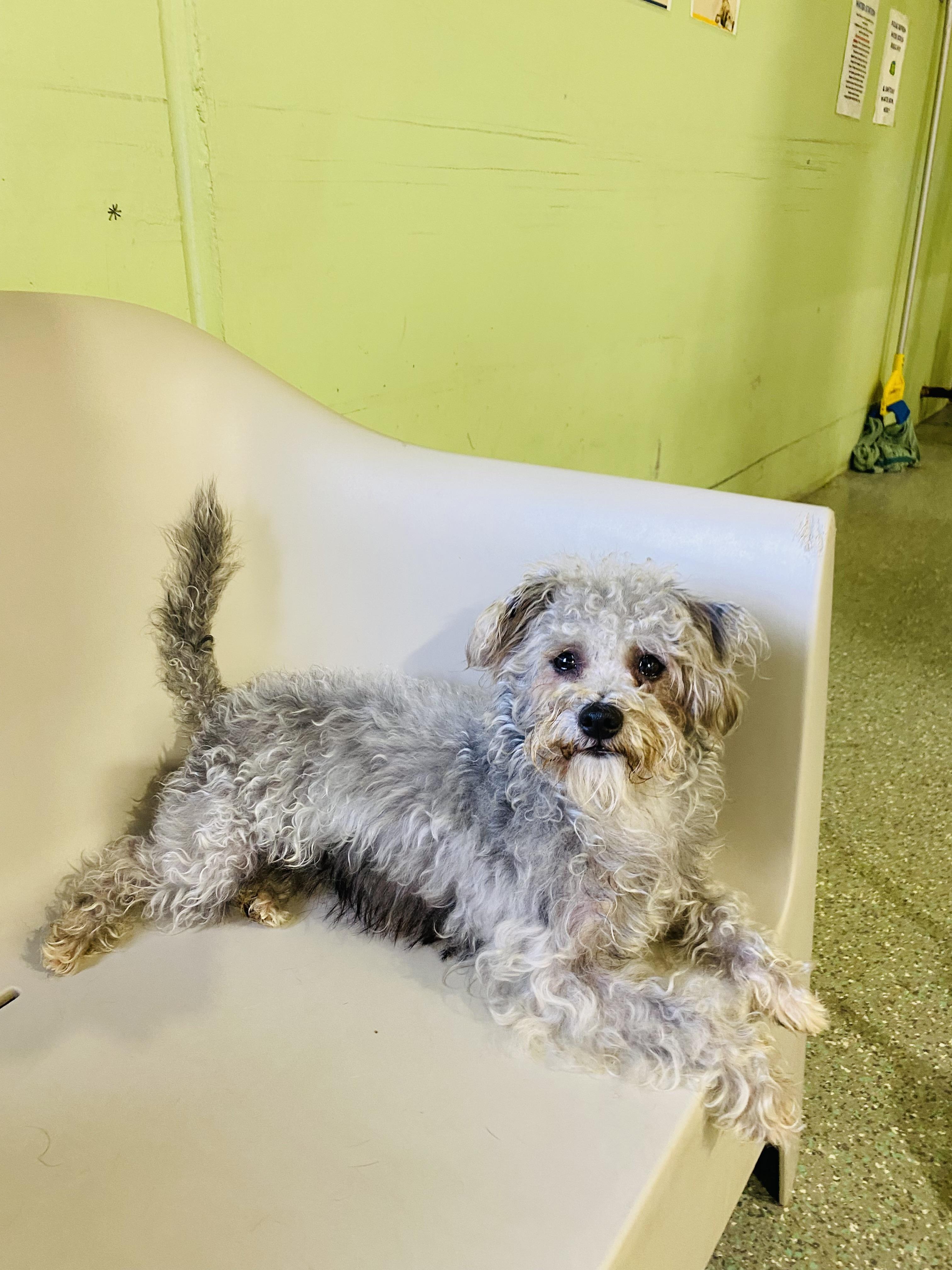 Jabba, an adoptable Schnoodle, Terrier in Rancho Santa Margarita, CA, 92688 | Photo Image 3