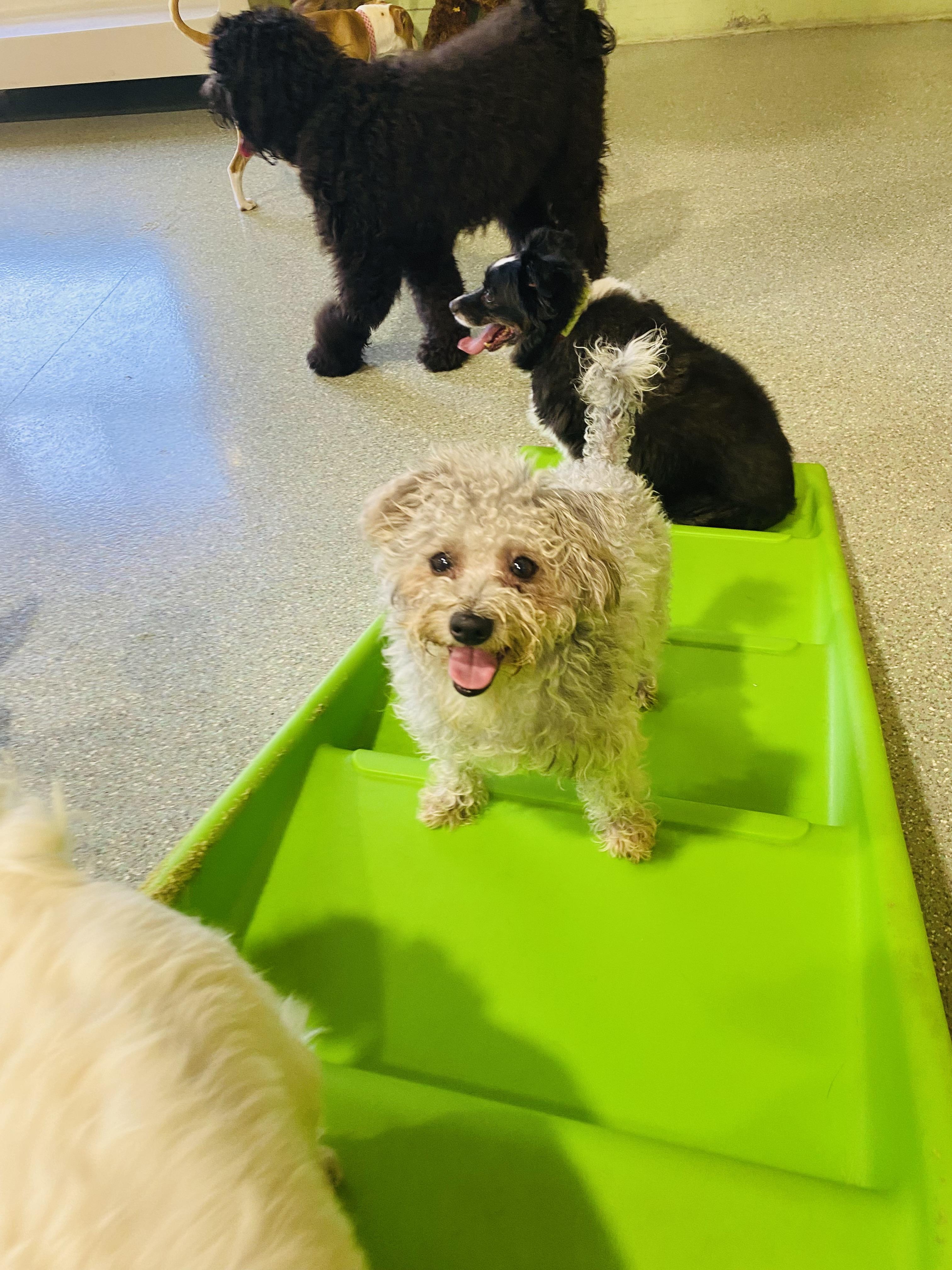 Jabba, an adoptable Schnoodle, Terrier in Rancho Santa Margarita, CA, 92688 | Photo Image 5