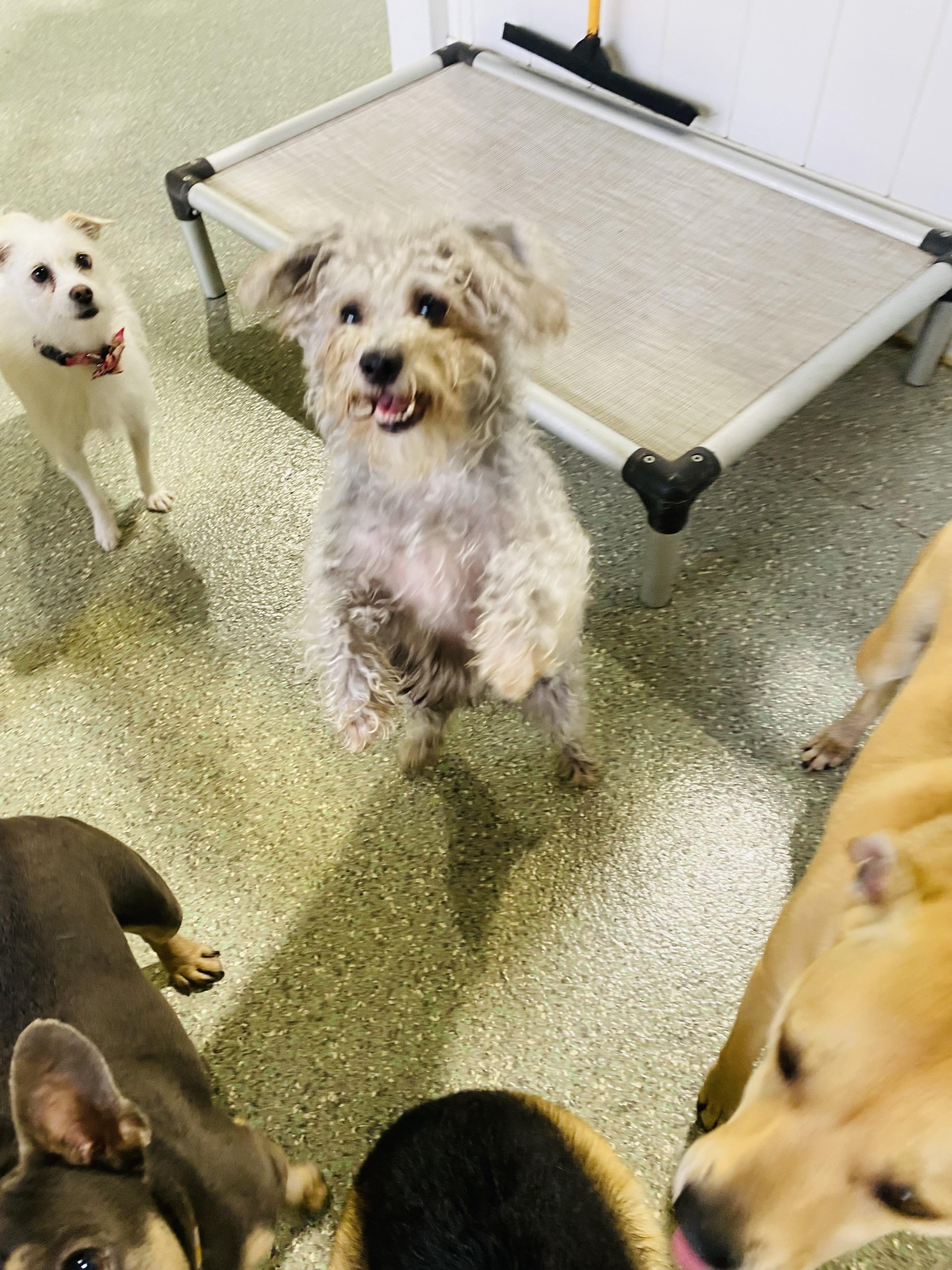 Jabba, an adoptable Schnoodle, Terrier in Rancho Santa Margarita, CA, 92688 | Photo Image 6