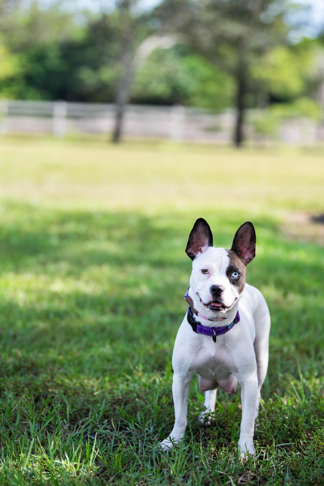 Brie, a Adoptable mixed breed in Tampa, FL image 6/6