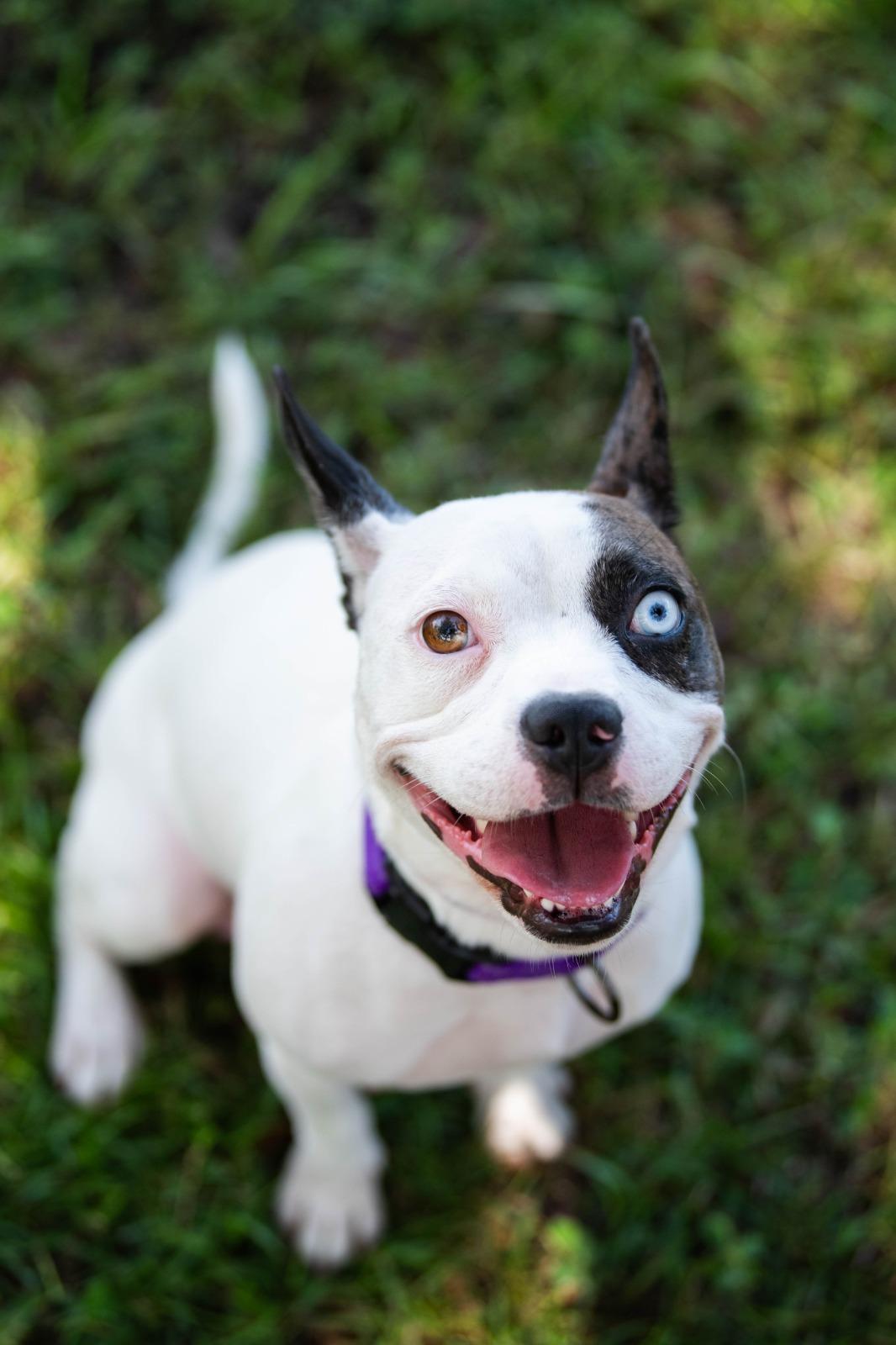 Brie, a Adoptable mixed breed in Tampa, FL image 1/6
