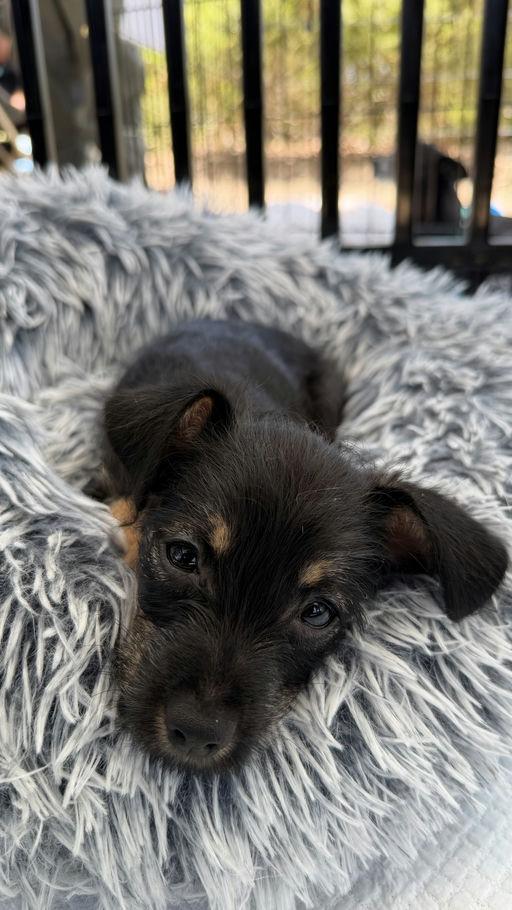 Mags, a Adoptable mixed breed in Los Angeles, CA image 5/6