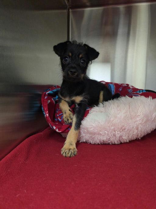Mags, a Adoptable mixed breed in Los Angeles, CA image 4/6