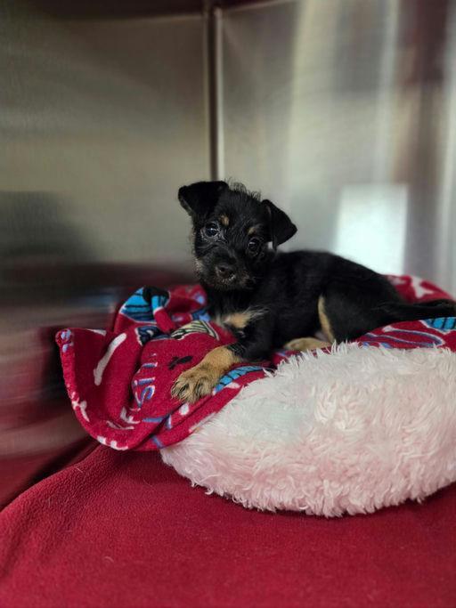 Mags, a Adoptable mixed breed in Los Angeles, CA image 3/6