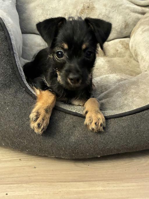 Mags, a Adoptable mixed breed in Los Angeles, CA image 2/6