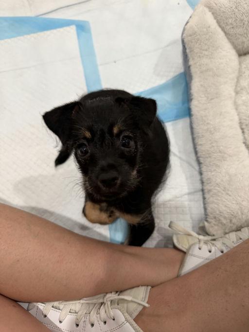 Mags, a Adoptable mixed breed in Los Angeles, CA image 6/6