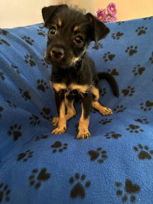 Mags, Adoptable, Puppy Female Terrier.