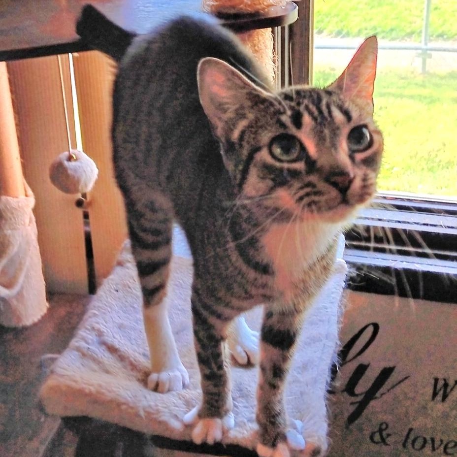 Eeny, a Adoptable mixed breed in Kentwood, MI image 1/3