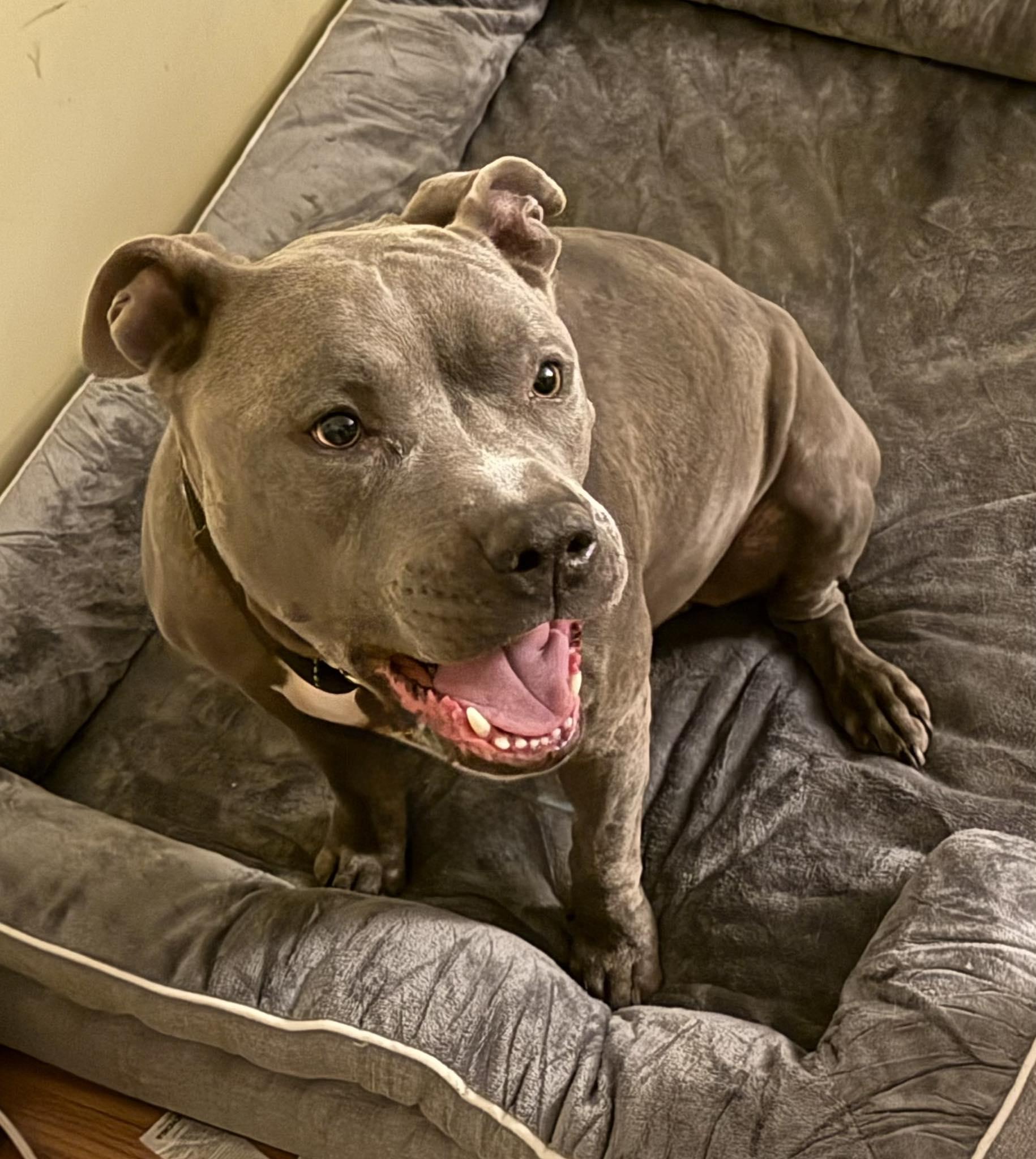 Cam, a Adoptable Pit Bull Terrier in Ossining, NY image 1/2