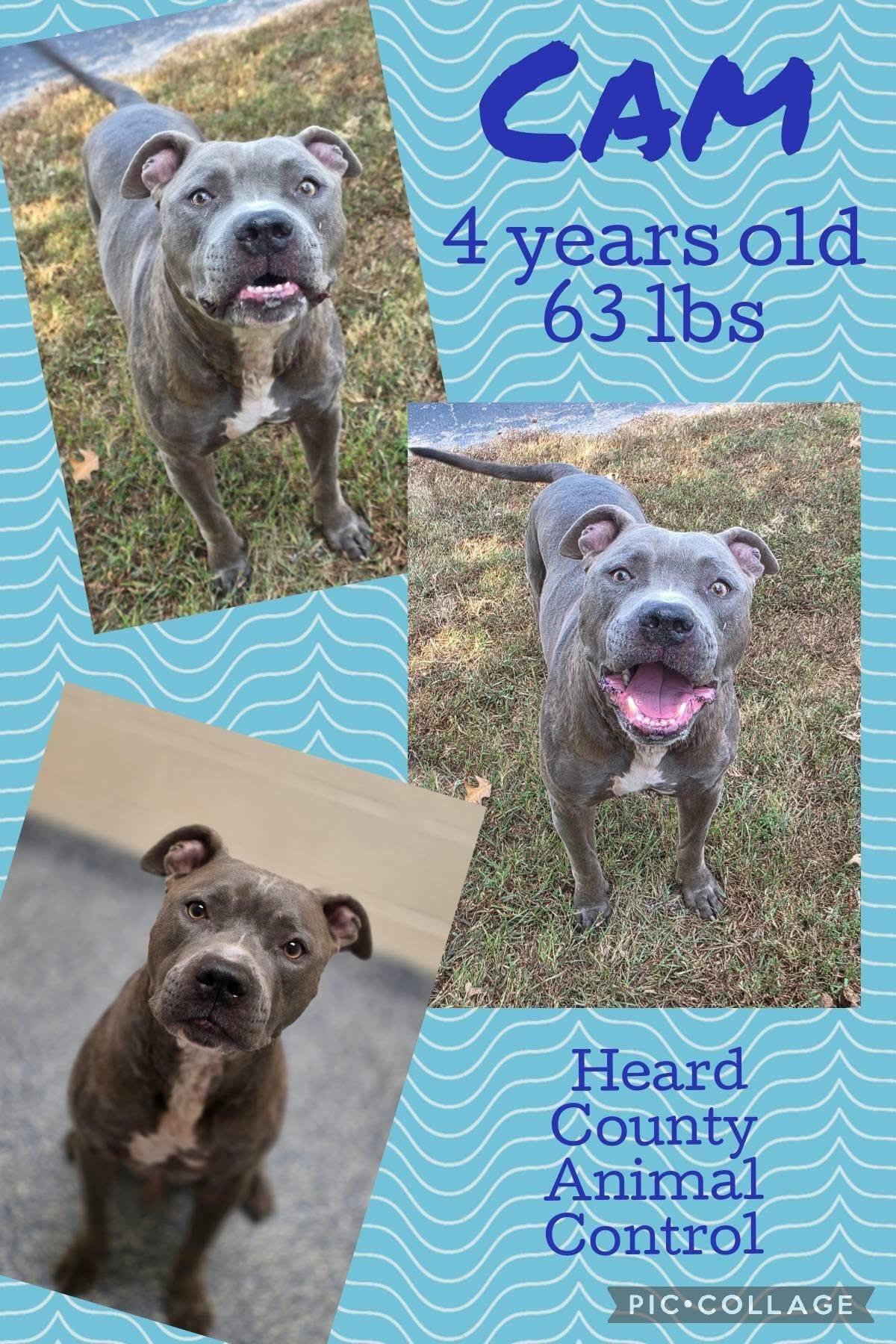 Cam, a Adoptable Pit Bull Terrier in Ossining, NY image 2/2