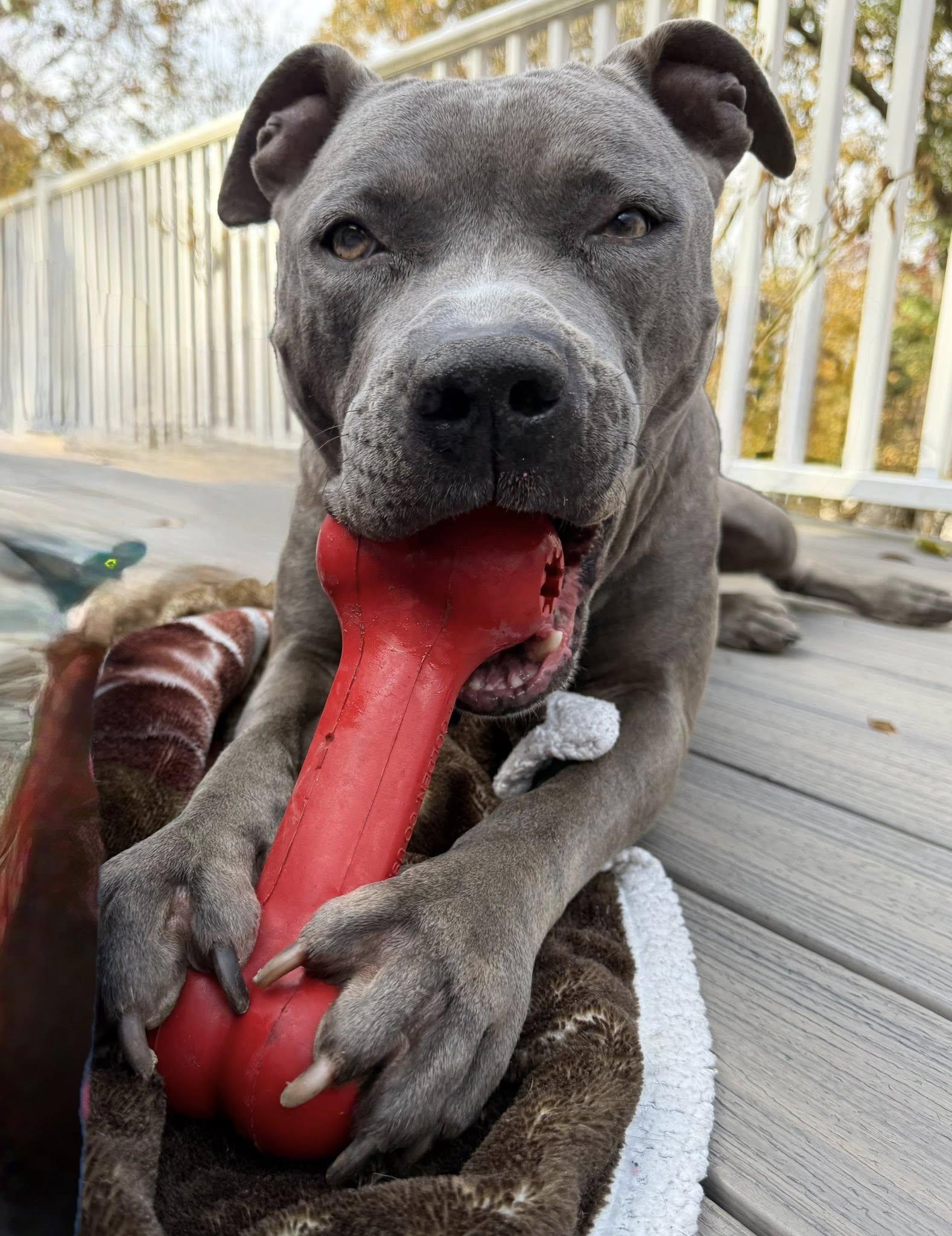 Cam, Adoptable, Adult Male Pit Bull Terrier.