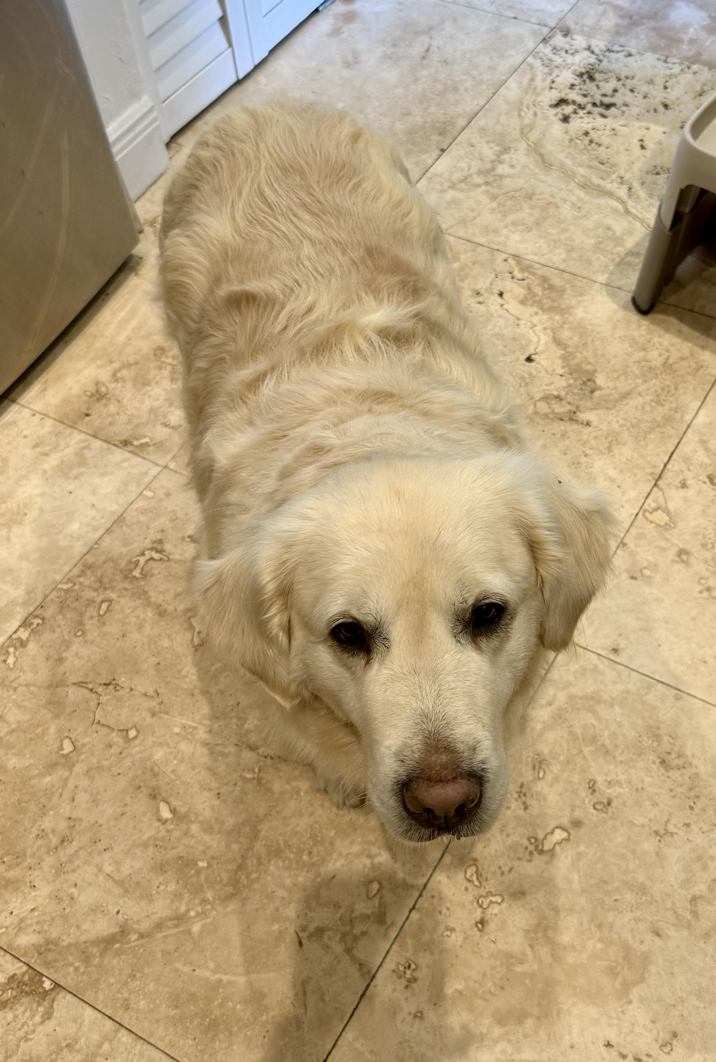 Enlarge AMAZING ALI GAL English Cream Golden retriever , an adopted Golden Retriever in Boca Raton, FL image 1/6