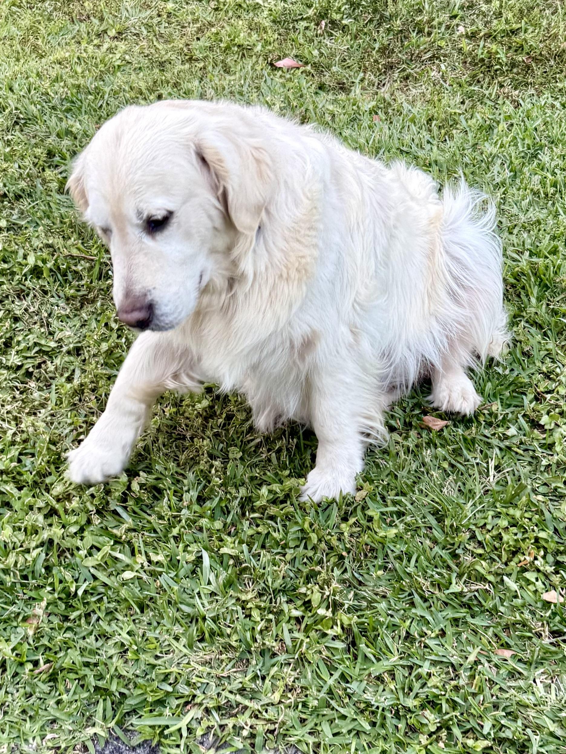 Enlarge AMAZING ALI GAL English Cream Golden retriever , an adopted Golden Retriever in Boca Raton, FL image 6/6