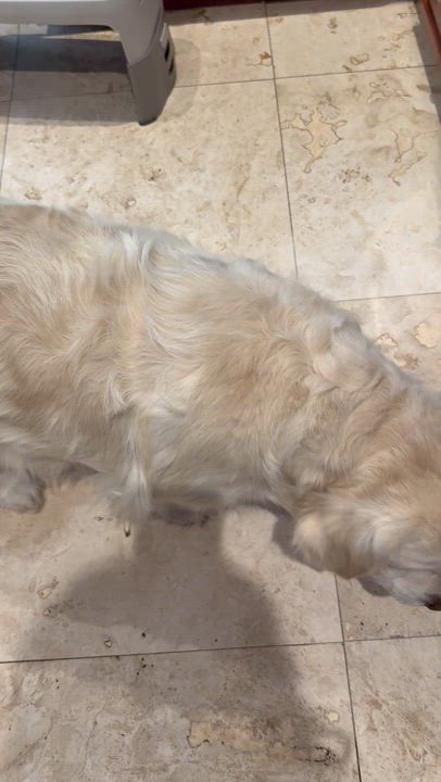 Enlarge AMAZING ALI GAL English Cream Golden retriever , an adopted Golden Retriever in Boca Raton, FL video 2/6