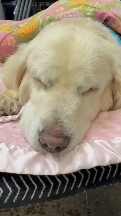 Enlarge AMAZING ALI GAL English Cream Golden retriever , an adopted Golden Retriever in Boca Raton, FL video 5/6