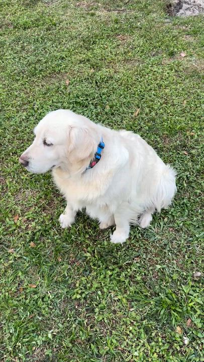 Enlarge AMAZING ALI GAL English Cream Golden retriever , an adopted Golden Retriever in Boca Raton, FL video 3/6