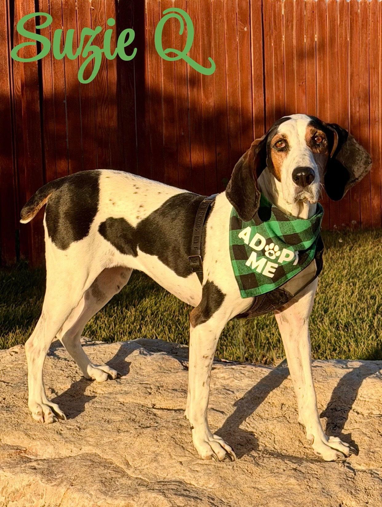 Suzie Q, a Adoptable Treeing Walker Coonhound in Salt Lake City, UT image 1/3