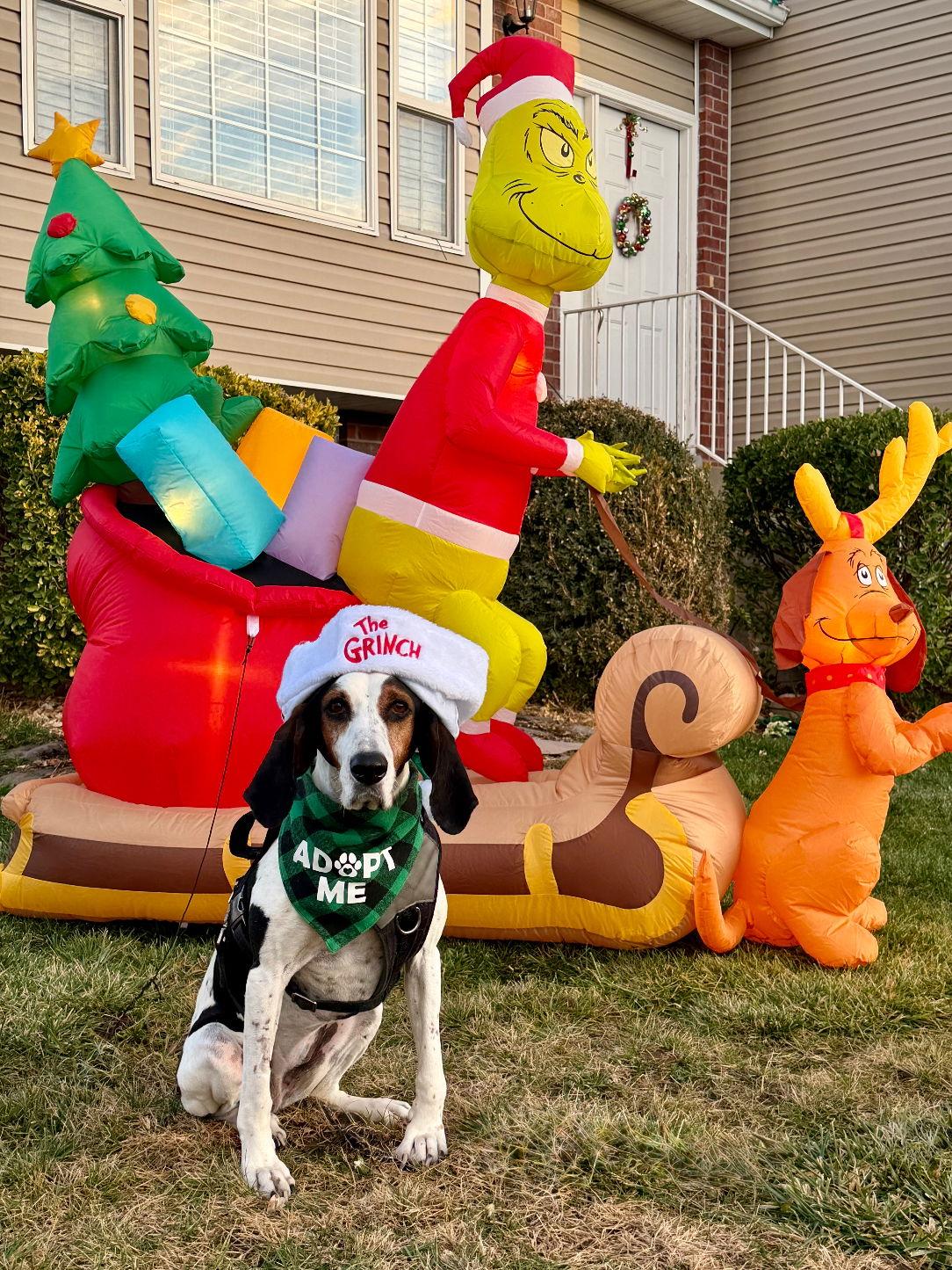 Suzie Q, a Adoptable Treeing Walker Coonhound in Salt Lake City, UT image 2/3