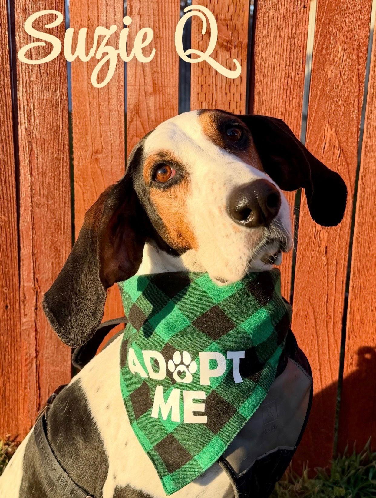 Suzie Q, a Adoptable Treeing Walker Coonhound in Salt Lake City, UT image 3/3