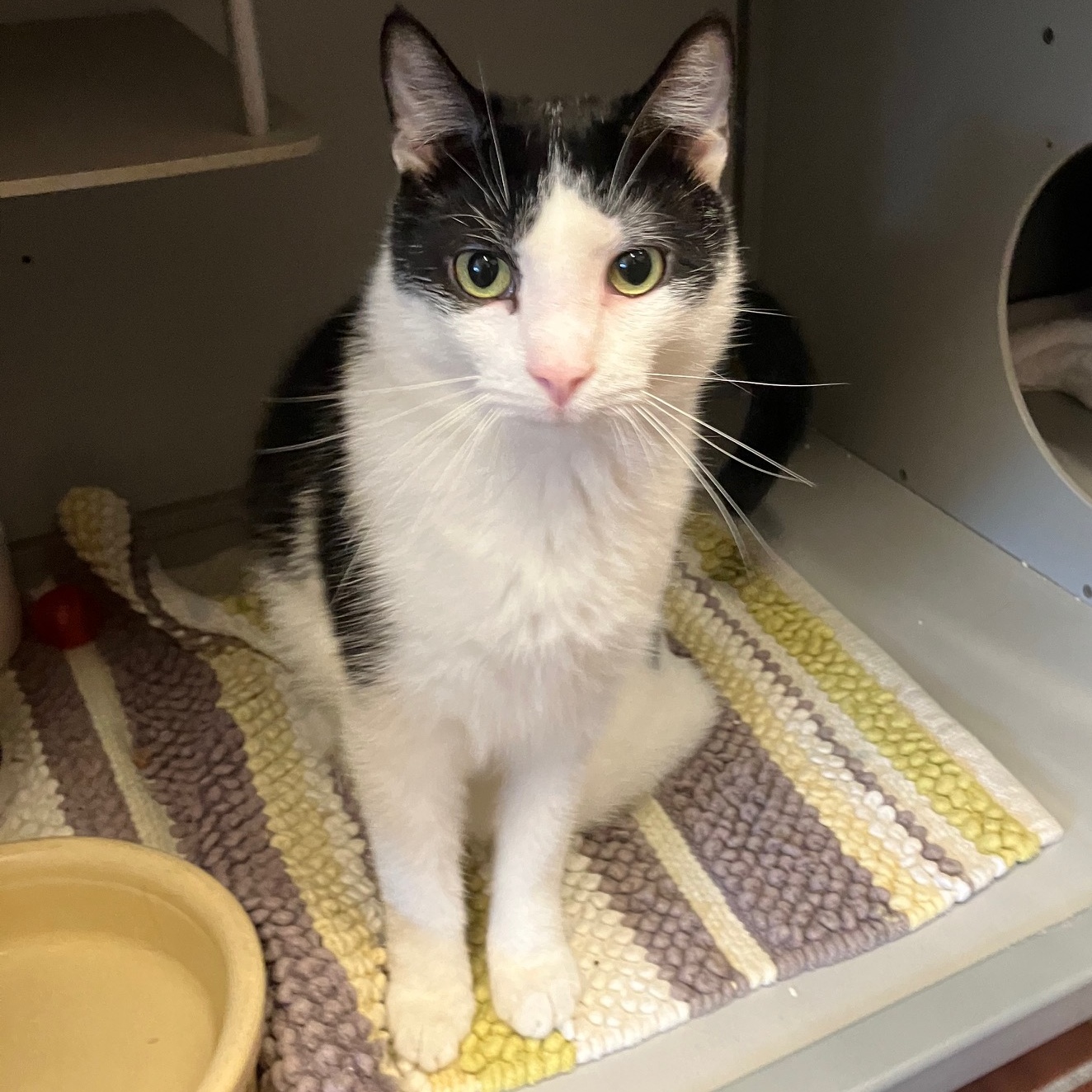 Enlarge Tobi *In Prison Program*, a Adoptable Domestic Short Hair in Honesdale, PA image 1/1