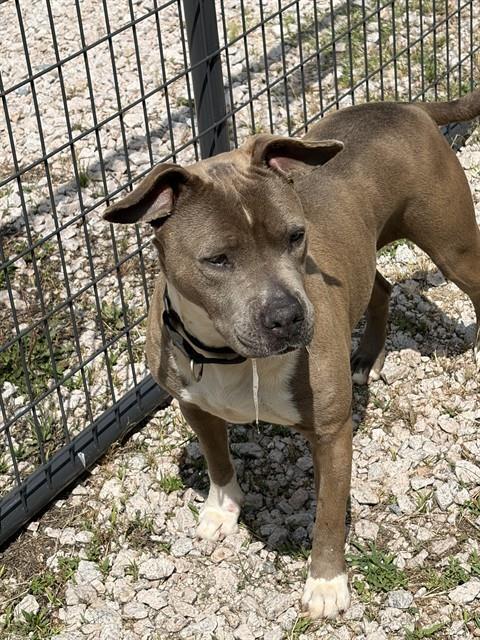IRENE, Adoptable, Young Female American Staffordshire Terrier.