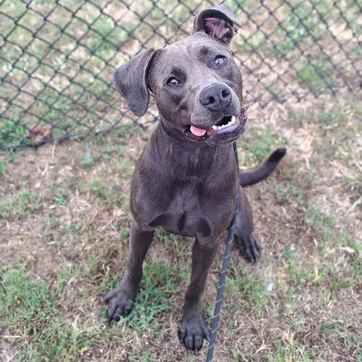 Petunia, Adoptable, Young Female Pit Bull Terrier.