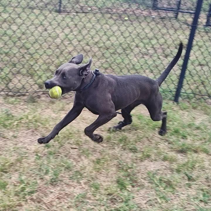 Petunia, a Adoptable Pit Bull Terrier in Springdale, AR image 2/6