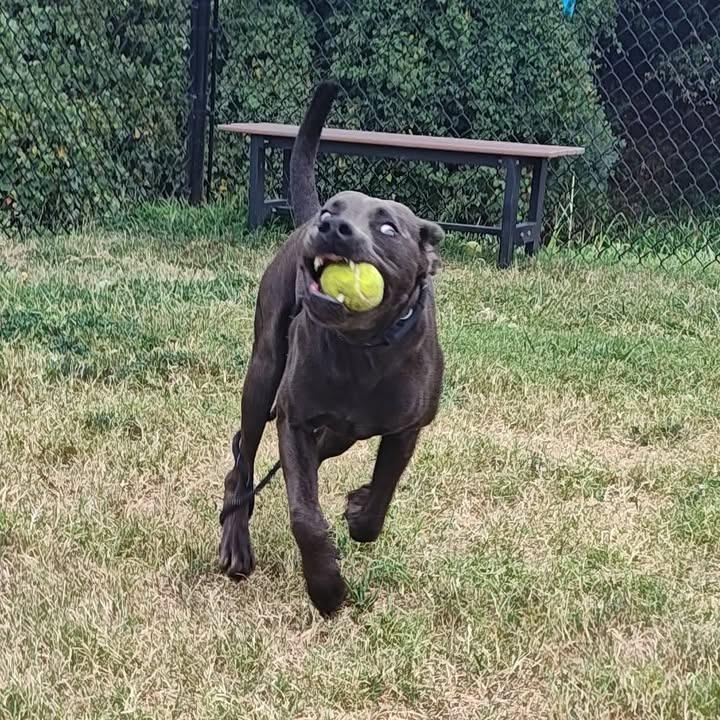 Petunia, a Adoptable Pit Bull Terrier in Springdale, AR image 3/6