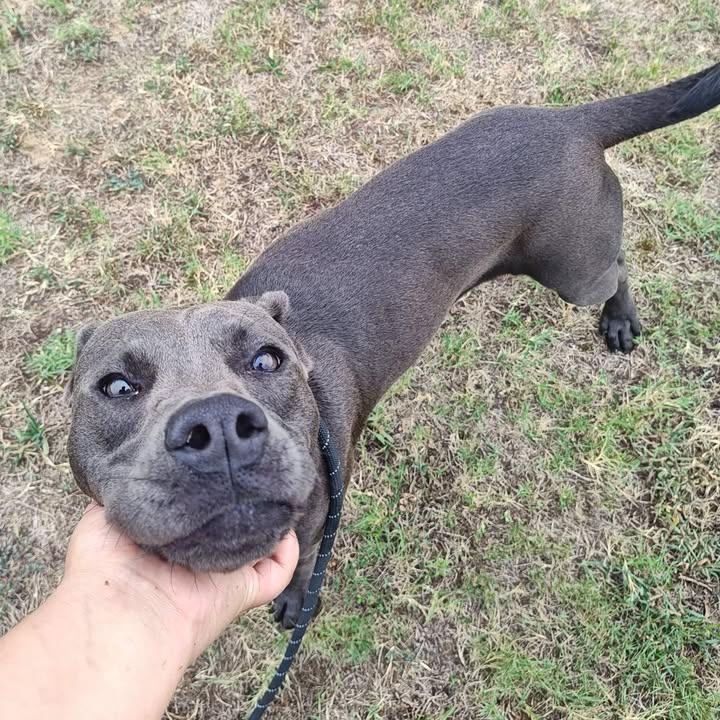 Petunia, a Adoptable Pit Bull Terrier in Springdale, AR image 4/6
