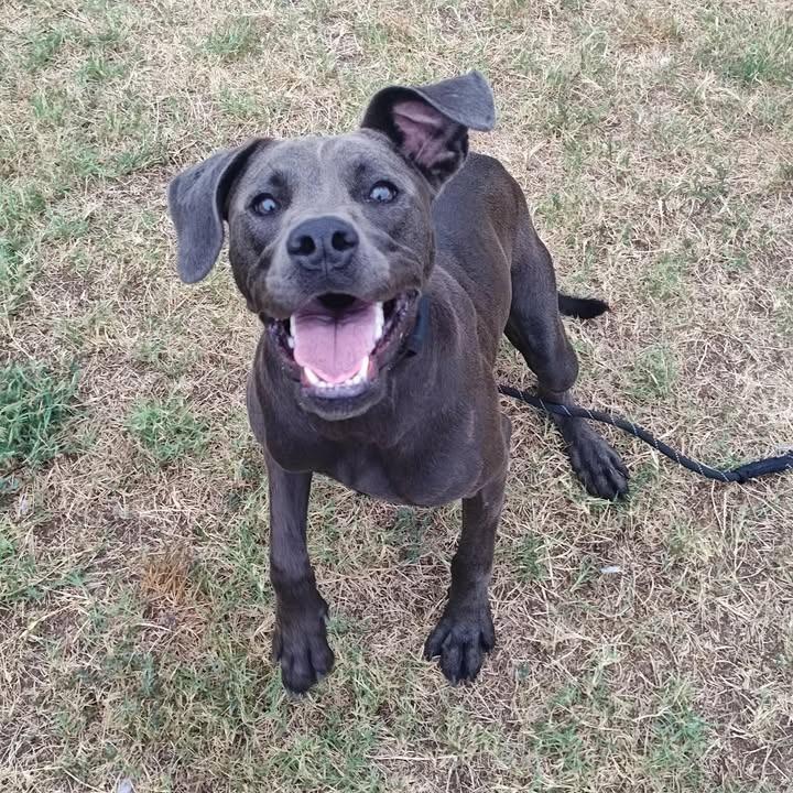 Petunia, a Adoptable Pit Bull Terrier in Springdale, AR image 5/6